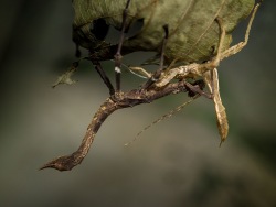 Our Stick Insects Have Eaten Contents of a 500-liter Freezer